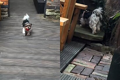 Cachorrinha perde sua bolinha no bar e ninguém estava preparado para a reação dos clientes.