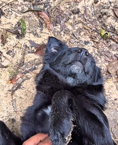 A cachorrinha foi nomeada Flora e é muito carinhosa.
