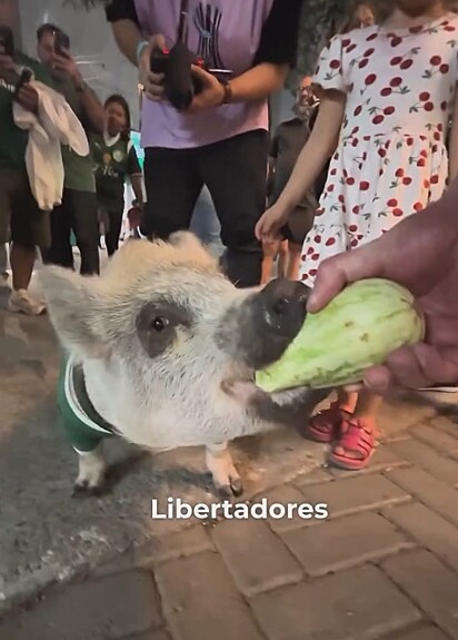 O porco Evair da Guia fazendo um lanche.