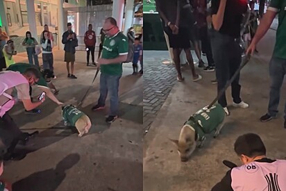Evair da Guia, um mini porco que chamou atenção dos torcedores.