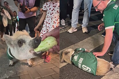 Conheça Evair da Guia, o porquinho torcedor do Palmeiras que conquistou corações em frente ao Allianz Parque