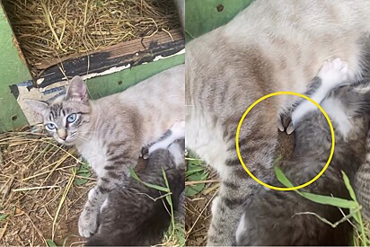 Mulher não consegue acreditar ao ver quem estava escondido junto com filhotes de gata.