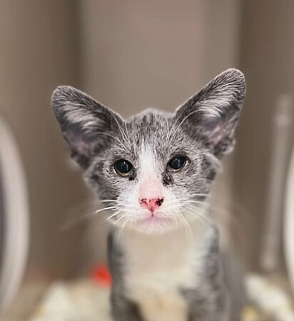 De frente, Quattro parece um gatinho normal.