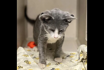 Em abrigo de animais, equipe fica surpresa ao ver peculiaridade rara na cabeça de gatinho quando ele se vira