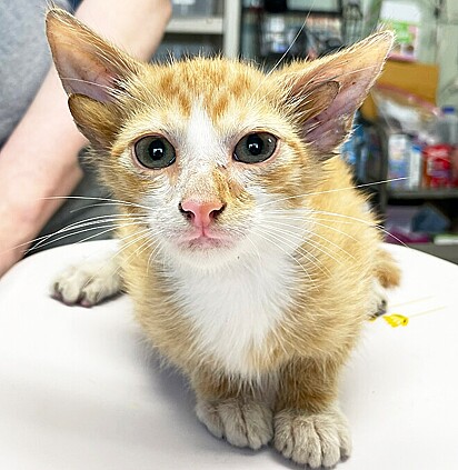 Audio, um gatinho amarelo que nasceu com quatro orelhas.