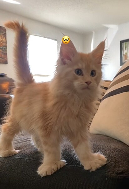 Draco, um gato da raça Maine Coon com dedos extras.
