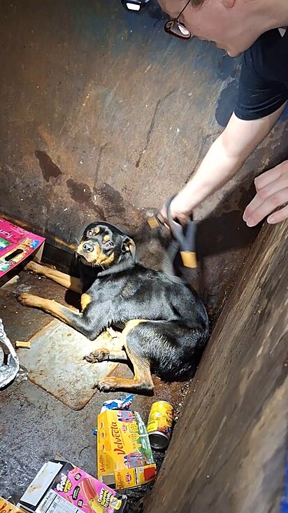 O cachorro Oscar foi encontrado dentro de um contêiner de lixo.