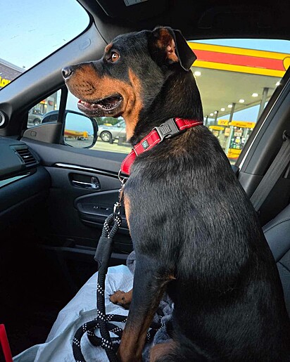 Oscar foi resgatado do contêiner de lixo pelo abrigo Fur A Pawsitive Future.