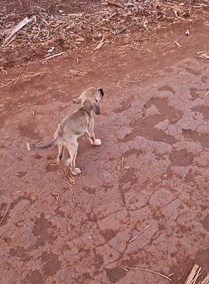 A cachorrinha foi abandonada no meio do nada, deixada à própria sorte sem água, comida ou proteção.