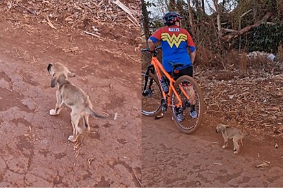 Mesmo fraco e muito magro, cachorrinho se esforça para chegar perto de ciclista e pedir socorro.