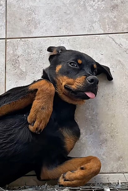 Úrsula atualmente, relaxando com a língua de fora. 