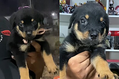 Predador supremo? Cachorro rottweiler é adotado mesmo após avisos e tutor mostra como pet está hoje