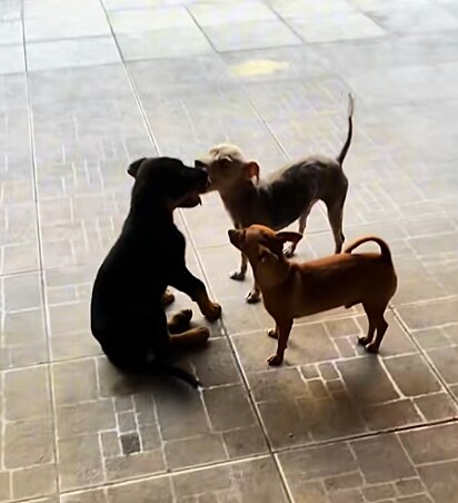 Úrsula brincando com os outros cães da casa.