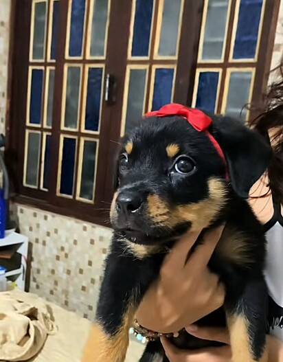 Úrsula, uma rottweiler, quando ainda era filhote.