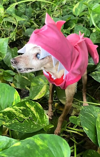 Dori, a cachorrinha que se tornou famosa por ser imortal. Ela partiu em dezembro de 2024, aos 17 anos.
