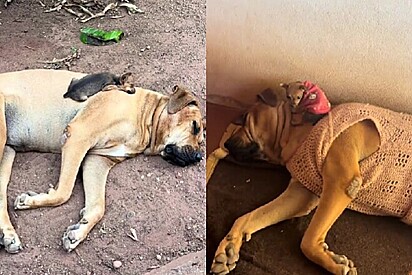Mily, a cachorrinha minúscula, adora fazer a irmã gigante de colchão.