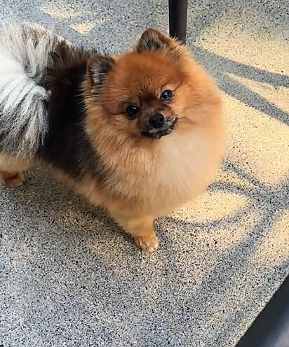 Scout é um Lulu da Pomerânia muito destemido.