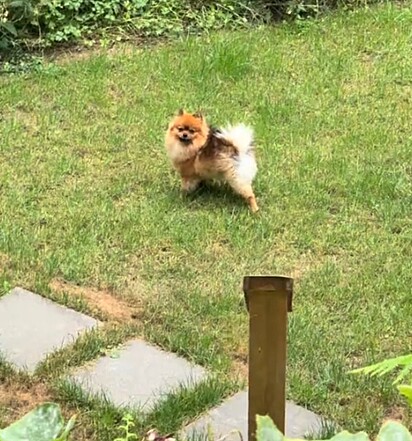 O cachorro, Scout, da raça Lulu da Pomerânia, perseguiu o urso que invadiu a sua casa.