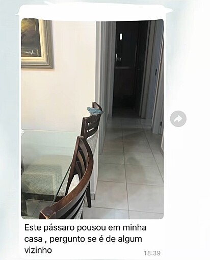 A ave no apartamento de outro vizinho.