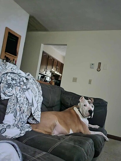 Bruiser, um senhor canino de 13 anos.