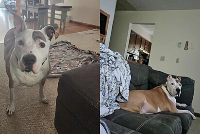 Cachorro teimoso insiste para fazer xixi do lado de fora de casa - minutos depois, tutores precisaram chamar socorro