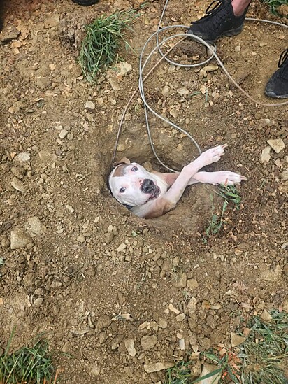 O cão acabou entalado em um buraco. 