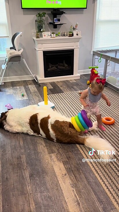 Os cachorros já eram parte da família antes da menina nascer.