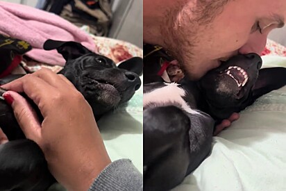 Conheça Dalila, a cachorrinha vira-lata que não aceita os carinhos do tutor, só da tutora