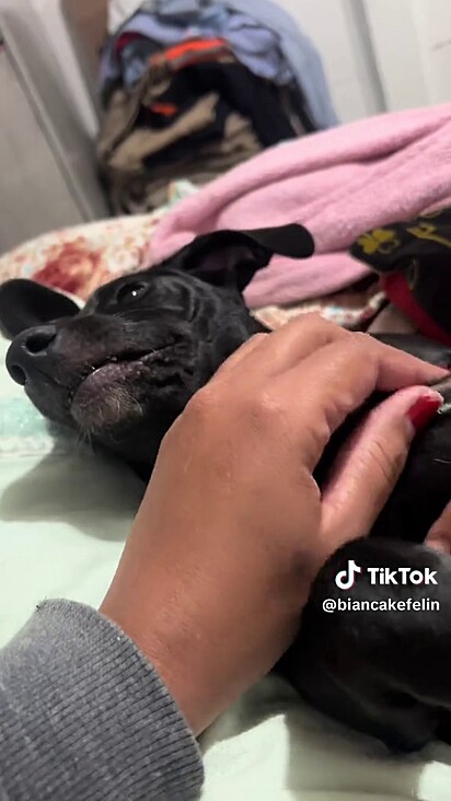 Quando a tutora faz carinho Dalila se acalma.