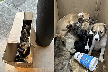 Equipe de abrigo se depara com caixa abandonada com uma pilha de rostinhos assustados olhando para eles