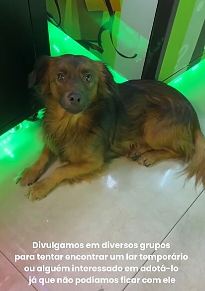 Pituco era um cachorrinho muito arisco.