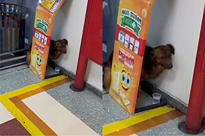 Pituquinho, cão que vivia escondido em canto de supermercado, revela sorriso lindo ao finalmente receber uma chance.
