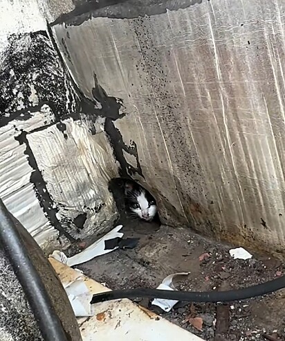 Uma das filhotes havia se escondido dentro de um cano.