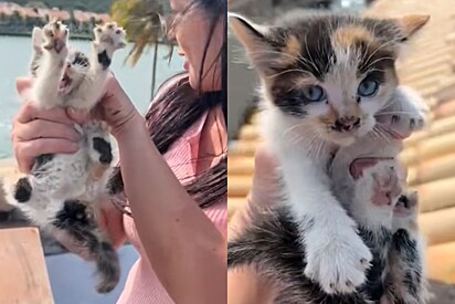 As duas gatinhas foram retiradas em segurança.