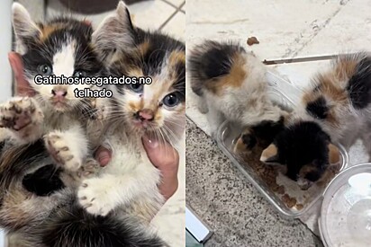 No mesmo dia, as gatinhas já conseguiram um lar.