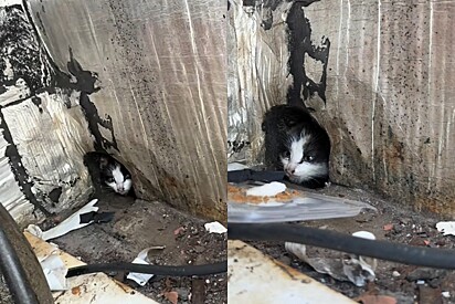 Valha minha Nossa Senhora: Protetora mostra o resgate de gato mais rápido que já fez e velocidade impressiona