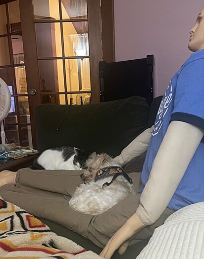 Até o gato da família gostou do boneco.