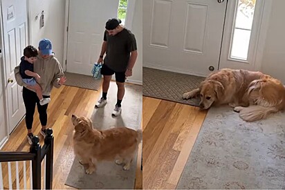 Golden retriever que sempre acompanhou crescimento de bebê fica sem entender nada quando criança começa escola.