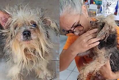 Você adotaria esse Yorkshire? Moça cuida com amor de cão encontrado em péssimo estado e ele se transforma
