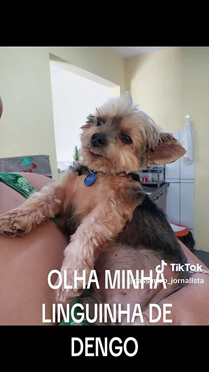 O cão se recuperou e ganhou um novo lar.