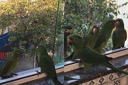 Parece princesa de filme: Passarinhos alegres cercam moça toda vez que ela chega em casa e cena encanta