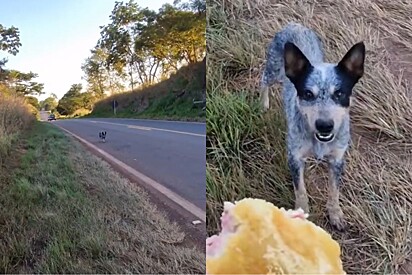 Trabalhador rural salva cachorrinha em rodovia e depois descobre que ela pode ser de raça valiosíssima.