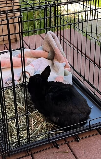 Coelhos precisam de feno fresco para manter tanto a digestão quanto a saúde bucal em dia.