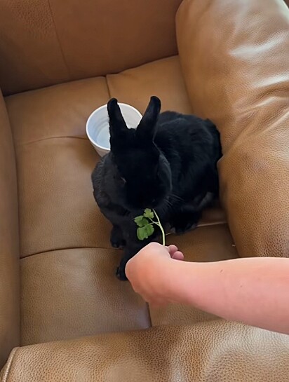 Cooper fazendo um lanchino.