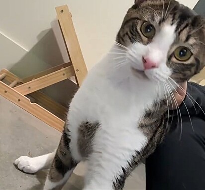 Sasuke é um gatinho de nove meses que está à procura de uma família que o aceite do jeitinho que ele é.