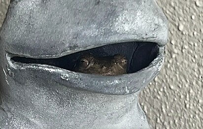 O sapo observando o movimento.