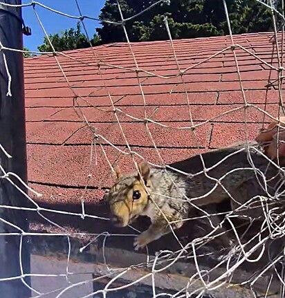 O animalzinho em apuros era um esquilo.