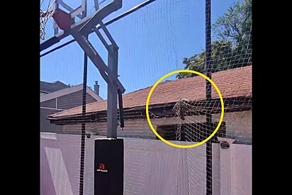 Sofrendo com perninha presa em rede, animalzinho brigão revela seu rosto bonito a rapaz que o ajudou.
