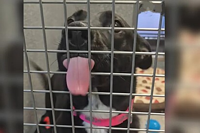 Após ver outros cães partirem, cachorro desesperado por adoção manda beijos para tentar ser notado em abrigo.