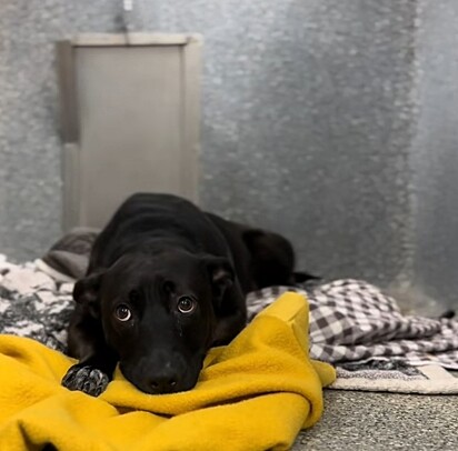 A cachorrinha Zelda continua sendo ignorada no abrigo.